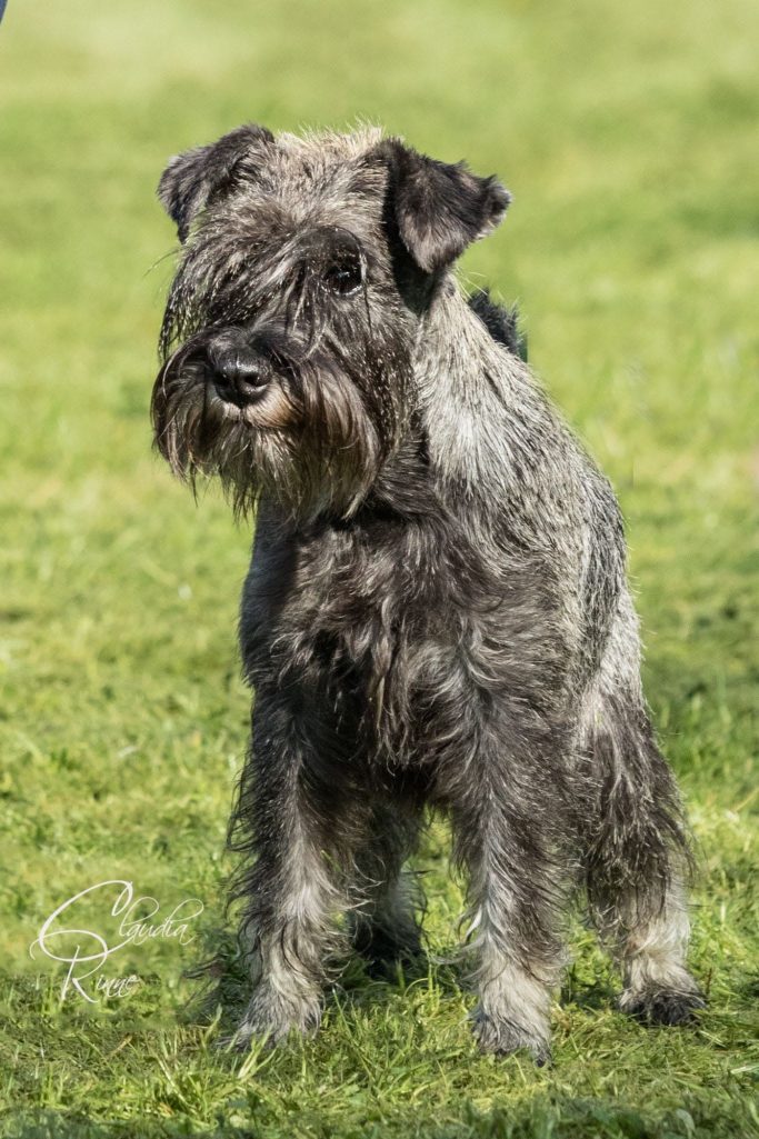 Zwergschnauzer Kessy