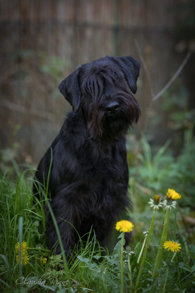 Mittelschnauzer Tara